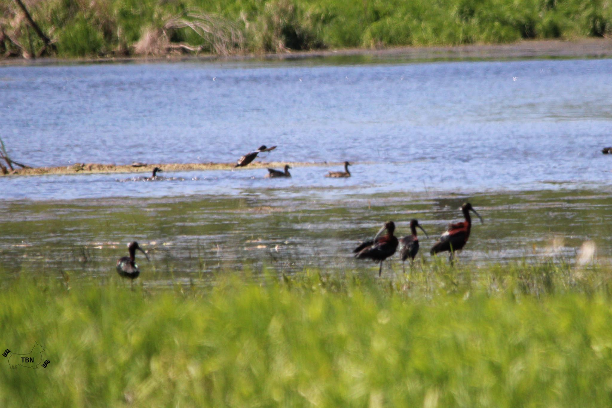 Glossy Ibis